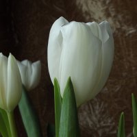 Белые тюльпаны :: Freddy 97