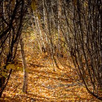 В осеннем лиственном лесу :: Светлана SvetNika17