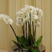 В ГУМе всегда цветут орхидеи. :: Татьяна Помогалова