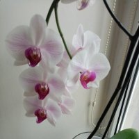 Орхидея снова цветет :: Татьяна Р 