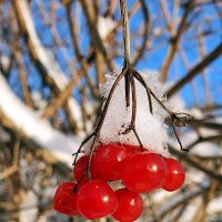 Калина под снежком :: Михаил Свиденцов