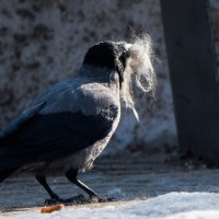 Пять моментов их жизни вороны. :: Владимир Безбородов