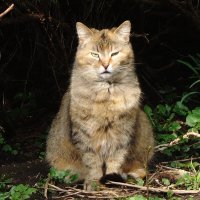 Дворовые кошки :: Рита Симонова