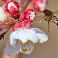 Пчела 2 :: Александр Посошенко