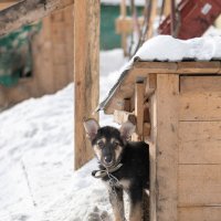 Приют Друг :: Николай Северный