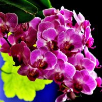 Вот таким букетом цветёт моя орхидея. :: Восковых Анна Васильевна 