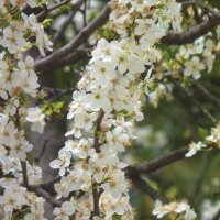 Симферополь,весенние цветы :: Валентин Семчишин
