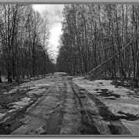 Последний снег в лесу. :: Владимир Попов