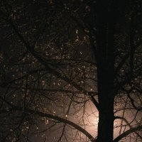 Луна за деревом :: Николай Чекалин