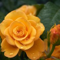 Роза жёлтая, как ты красива :: Инна Драбкина