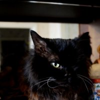 Чёрная кошка, белый кот :: Citoyen du Monde