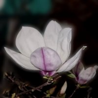 Цветок магнолии в кадре :: tatyana 