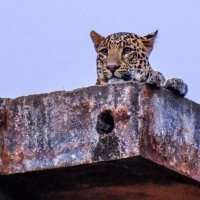Леопард :: Георгий А