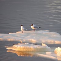 Ледоход  и чайки :: Ната Волга