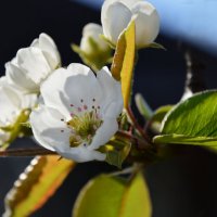 Груша радует цветением... :: Надежда Куркина