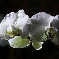 Орхидеи :: Юрий. Шмаков