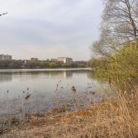 Весенний пруд... :: Владимир Жданов