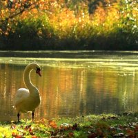 Лебедь и осень :: Юрий. Шмаков