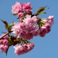 Веточка сакуры - цветение дивное, полная жизни ВЕСНА! :: Татьяна Смоляниченко