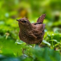 маленькая коричневая птичка :: Николай Соколухин