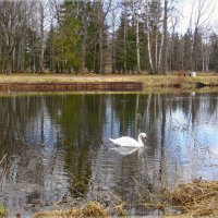 Лебедь на Серебряном озере. :: Лия ☼