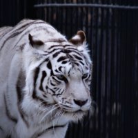 белый тигр :: Валентина 