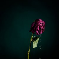 Плачущая роза :: Sergey 