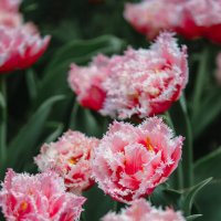 Тюльпаны в парке Тайцзывань :: Дмитрий 