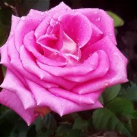 Была та роза нежна и прекрасна! :: Нина Андронова