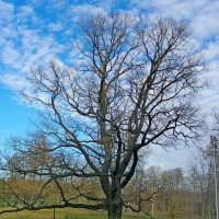 Дуб-солитер (Solitaire Oak-tree). :: Лия ☼