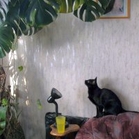 Кошка в доме. :: Ольга Довженко