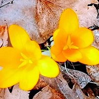 Крокусы - первые цветы весны в парке... :: Сергей 