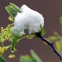 Мир Природы Весеннее пробуждение Апрель, апрель... :: "The Natural World" Александер