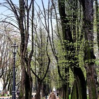 весна  в Александровском саду СП-б :: СВЕТА СВЕТА СВЕТ