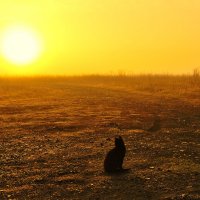 Уголёк любуется рассветом ... :: Евгений Хвальчев