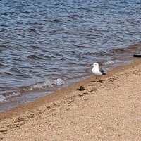 Чайки на озере :: Георгиевич 