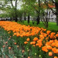 Распустились тюльпаны в Александровском саду. :: Татьяна Помогалова