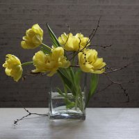 Мартовские тюльпаны. :: Нина Сироткина 