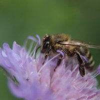Пчела :: Елена Рудкевич