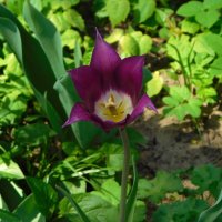 Лилиецветный тюльпан :: Наиля 