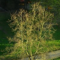 Грустное дерево... ни листочка... :: Юрий Куликов