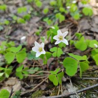 Кислица обыкновенная (Оxalis acetosеlla) :: Денис Бочкарёв