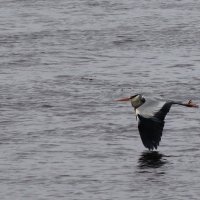 Крылья над водой :: Сергей Шаврин