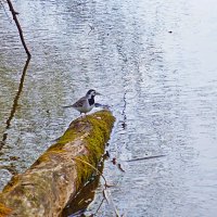 Май....Белая трясогузка над полой водой! :: Владимир 