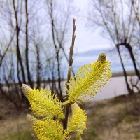 ВЕРБНОЕ ВОСКРЕСЕНЬЕ :: михаил Архангел