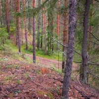Просто лес... :: Николай Гирш