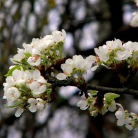 Груша :: Роман Савоцкий