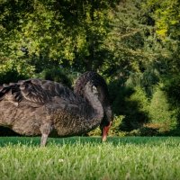 Чёрные лебеди в парке :: Николай Гирш