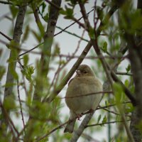 Female Chaffinch | 6 :: Sergey Sonvar