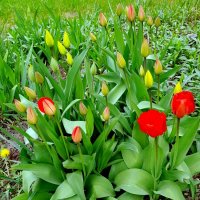 Про тюльпаны в мае . :: Мила Бовкун